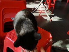 -谢怀亮芝麻茶