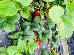 -喜杨洋草莓采摘园