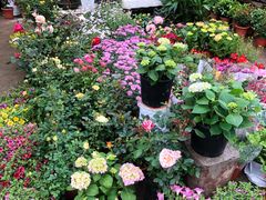 -金陵花卉交易市场