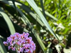 -墨尔本皇家植物园