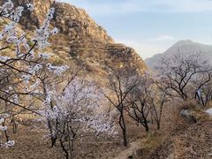 -大岭沟猕猴桃谷风景区