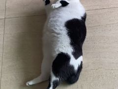 -拜鲁耶动物诊疗中心·宠家动物医院