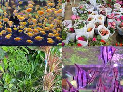 -中环花鸟鱼虫市场