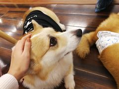 -豆柴町-柴犬主题狗咖(红鼎国际C座店)