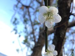 -广州市流溪河国家森林公园