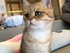 -猫腻·猫咖·撸猫馆(星光大道店)