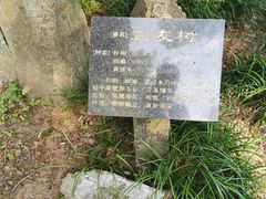 -巢湖姥山岛