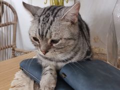 -共舞时光猫咖·狗咖(新街口店)