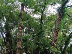 -云碧峰国家森林公园