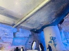 -海合安青岛极地海洋公园