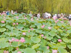 -莲花池公园