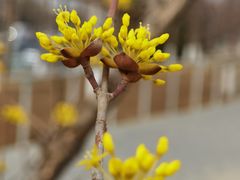 -星巴克(北京望京店)