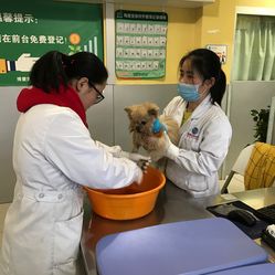 西安宠物洗澡