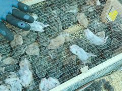 -中环花鸟鱼虫市场