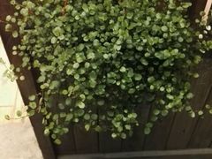 -阿木舂记·特色小吃(平江路店)