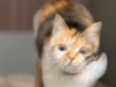 -Again Coffee Roaster(香蜜湖店)