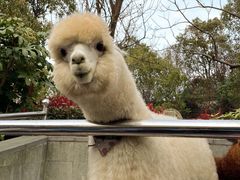 -上海崇明金茂凯悦酒店