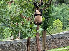 -都江堰中华大熊猫苑
