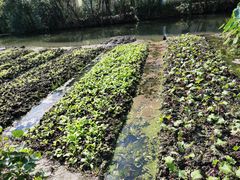 -溱湖国家湿地公园