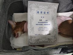 -纳吉亚猫专科动物医院·北北分院