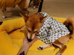 -逗柴咖啡屋·狗咖猫咖宠物桌游