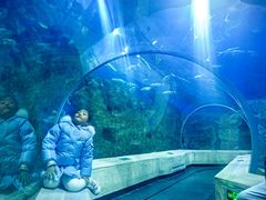 -芜湖新华联大白鲸海洋公园