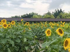 -广东花都香草世界旅游度假区