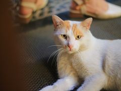 -竹吟山房