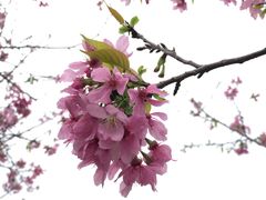 -天适樱花悠乐园