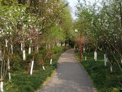 -重庆彩云湖湿地公园