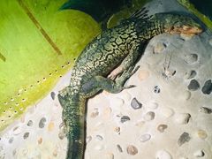 -上海大自然野生昆虫馆(东方明珠·爬宠昆虫探索中心)