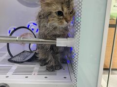 -爱洗澡的猫(天河路店)