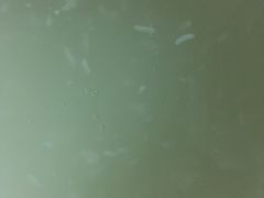 -紫燕百味鸡(南京西路店)