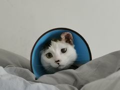 -御宝贝·A梦猫科宠物医院(国际猫友好医院)