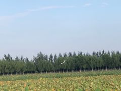 -西青郊野公园