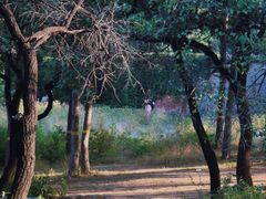 -北京西山国家森林公园