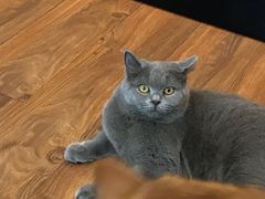 -猫友咖啡店(玉林西路店)