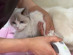 -北京观赏动物医院·24小时大型综合·猫专科·异宠专科