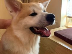 -喜柴咖啡·柴犬狗咖