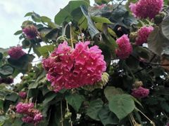 -厦门园林博览苑