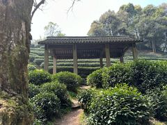 -龙井村