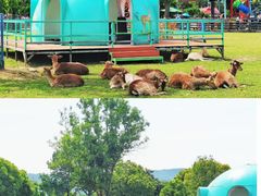 -苏州太湖西山岛开心农场