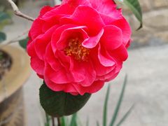 -龙坞茶村