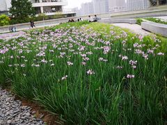 -黄浦江游览快线(金陵东路码头)