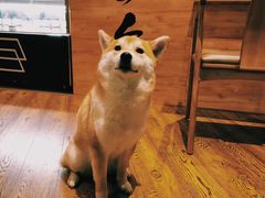 -柴务处·柴犬主题狗咖