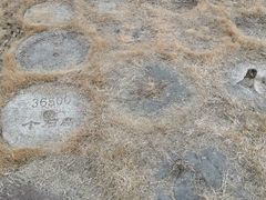 -千年银杏谷文化旅游区