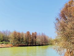 -上海海湾国家森林公园