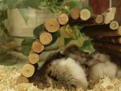 -龙猫仔乐园(惠福东路店)