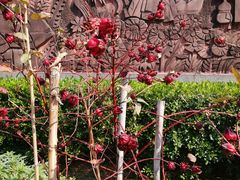 -广州神农草堂中医药博物馆