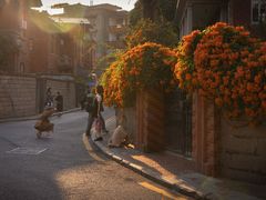 -溪岸路花鸟市场